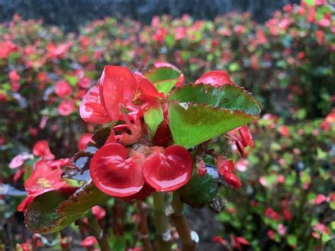 海棠茶花種植|茶花秋海棠:簡要介紹,形態特徵,生物學特性,生態習性,栽培技術,產。